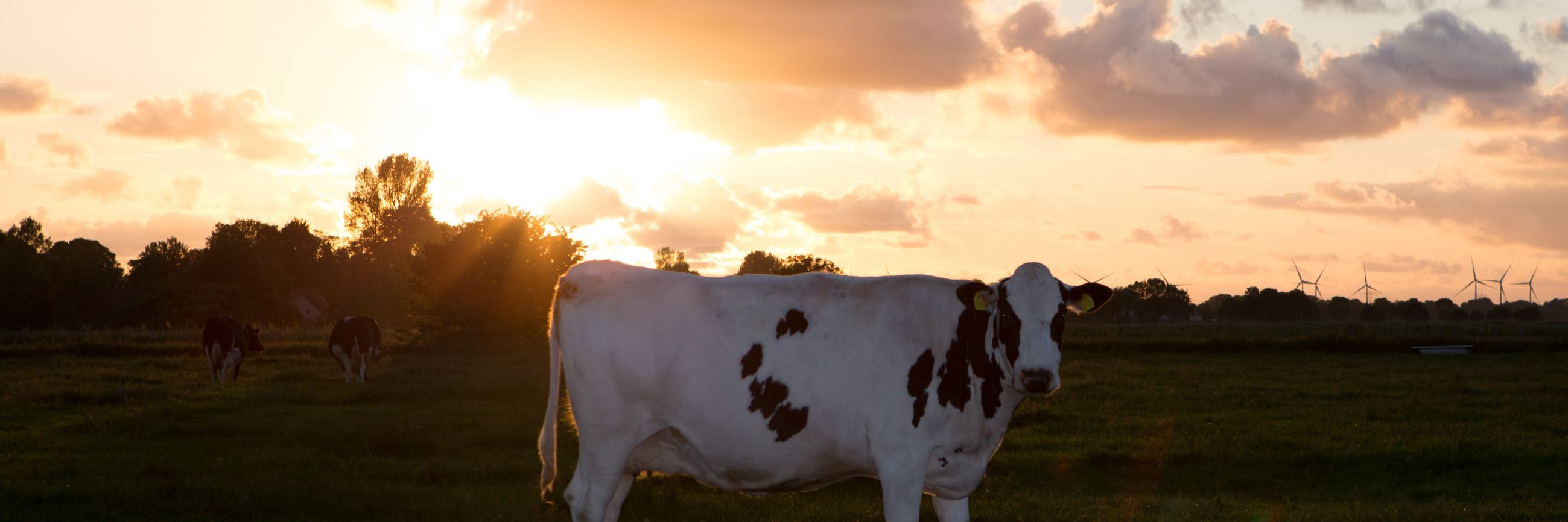 An Irish cow enjoying the sunset