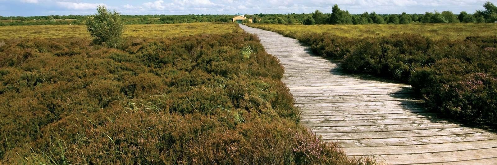 Boardwalk Bog, County Longford
