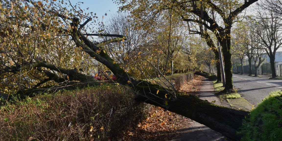 Fallen tree Ireland